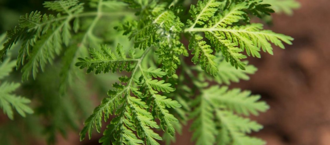 WHAT ARE THE BENEFITS OF ARTEMISIA-ANNUA FOR YOUR HEALTH?