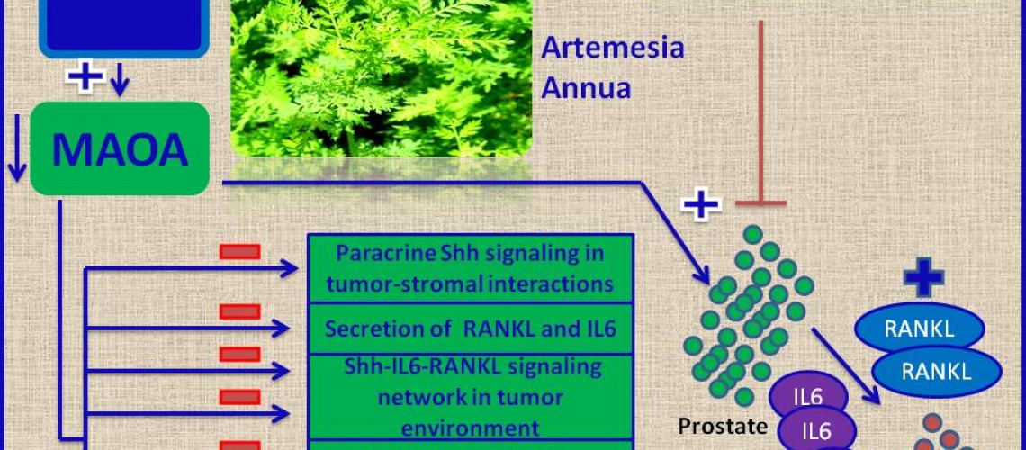 ARTEMISIA ANTI-CANCER ACTIVITY